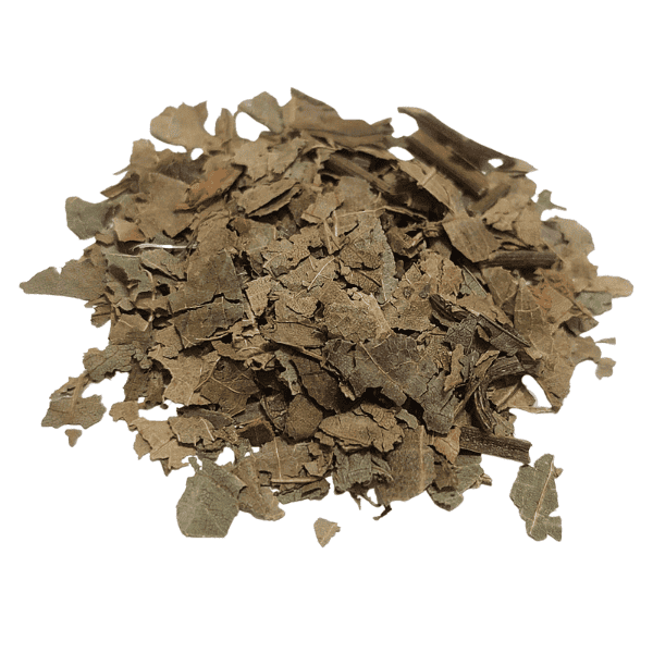 אגוז המלך – Juglans regia