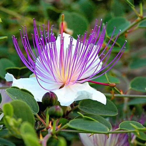 צלף קוצני – Capparis spinosa