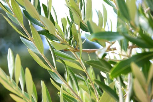 עלי זית – Olive leaf