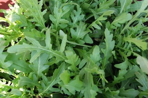 בן חרדל מצוי – Eruca sativa