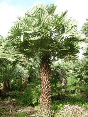 קרנובה Carnauba palm