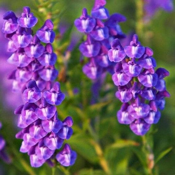 קערורית סינית – Scutellaria baicalensis
