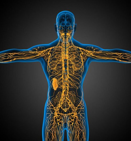 מוח ומערכת החיסון Brain linked to immune system