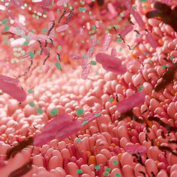 המיקרוביום של המעי – The gut microbiome