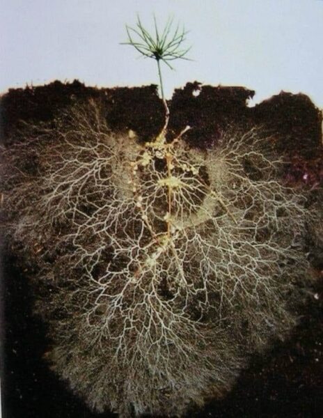 תקשורת בין צמחים – Plants Communicate Using An Internet Fungi