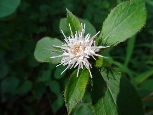 אטרקטילודיס Atractylodes lancea
