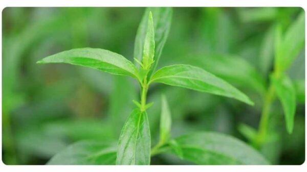 צמחי מרפא ומחלות אוטואימיוניות – Autoimmune diseases