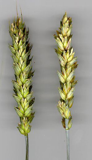 כוסמין – Triticum spelta