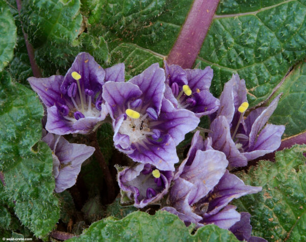דודא רפואי – Mandragora officinarum
