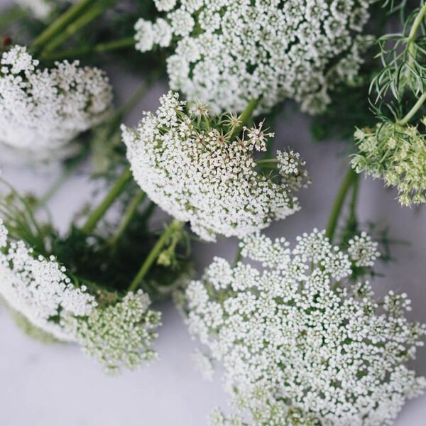 אמיתה גדולה – Ammi majus