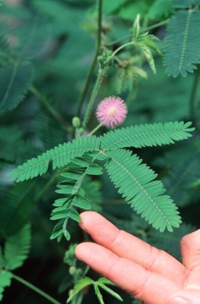 מימוזה ביישנית – Mimosa pudica