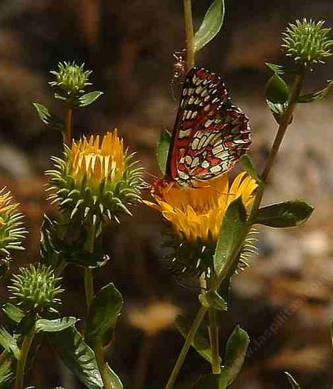גרינדליה – Grindelia camporum