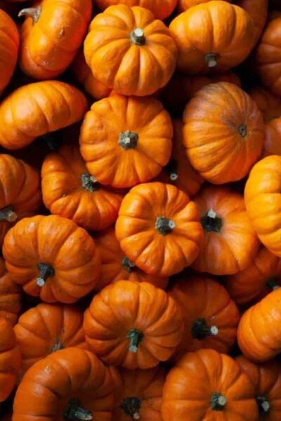 דלעת – Cucurbita pepo