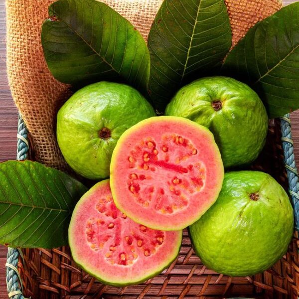 גויאבה – Psidium guajava