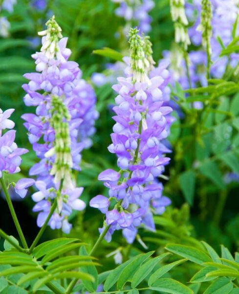 גלגה – Galega officinalis