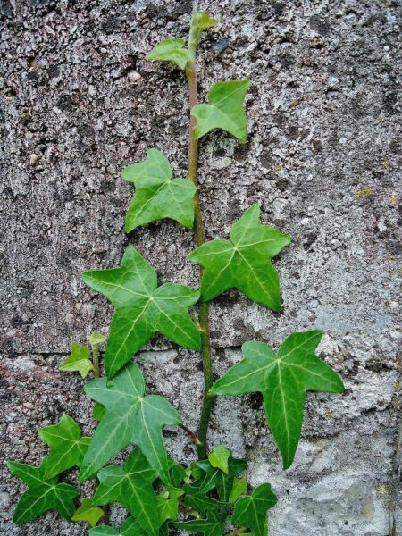 קיסוס החורש Hedera helix