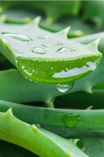 אלוורה – Aloe vera