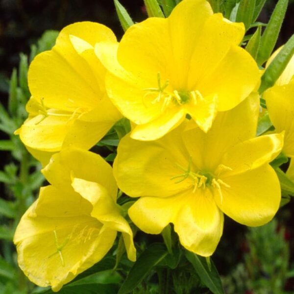 נר הלילה – Oenothera biennis