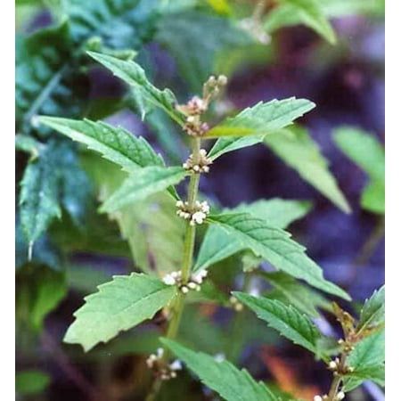 Lycopus virginicus, כף הזאב, Virginia water horehound