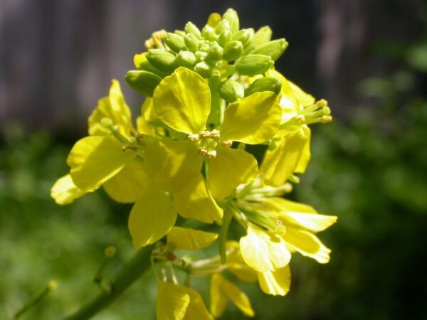 חרדל וכרוב- Brassica juncea and Brassica nigra