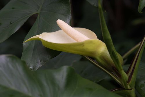 טארו ומשפחת הלופיים Araceae