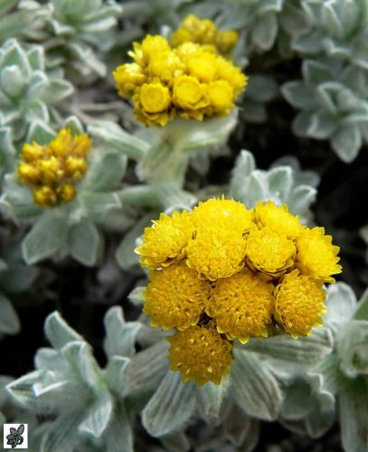 דם המכבים האיטלקי  Helichrysum italicum