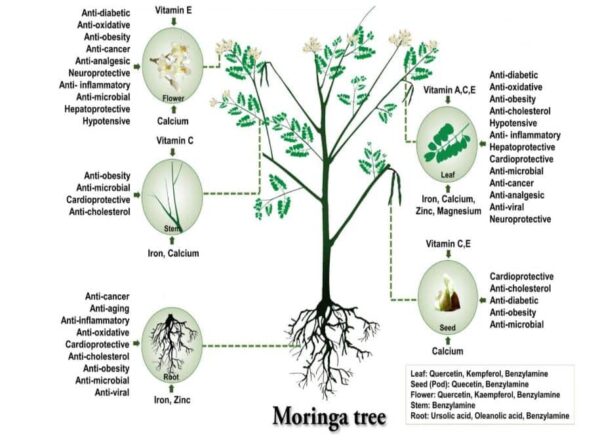 מורינגה – Drumstick tree – Moringa oleifera