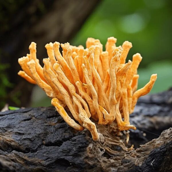 קורדיספס Cordyceps sinensis     