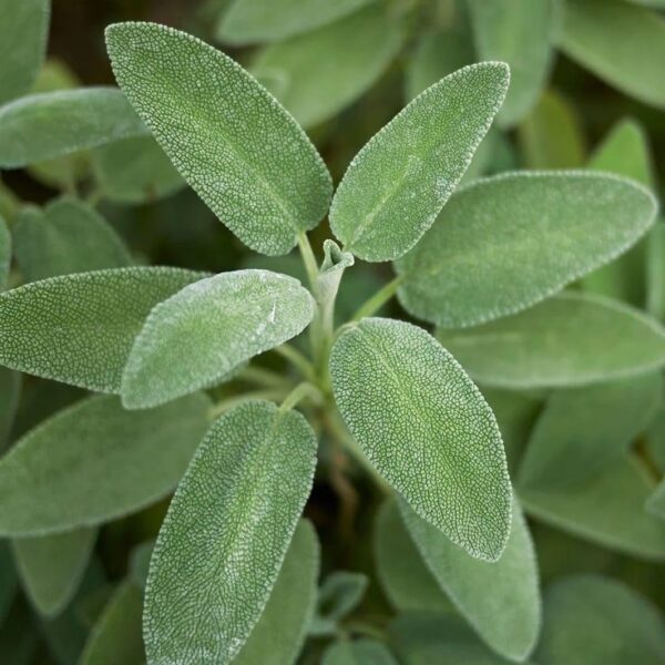 מרוה רפואית Salvia officinalis