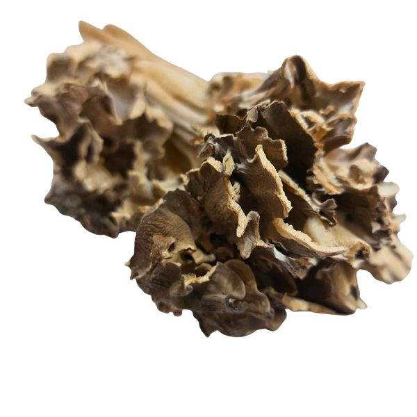 Hui Shu Hua HS מייטקי פטרייה פרוסה Grifola Frondosa