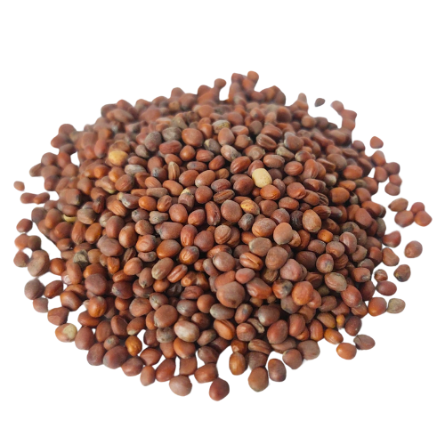 LAI FU ZI צנון הגינה זרעים – Raphanus sativus