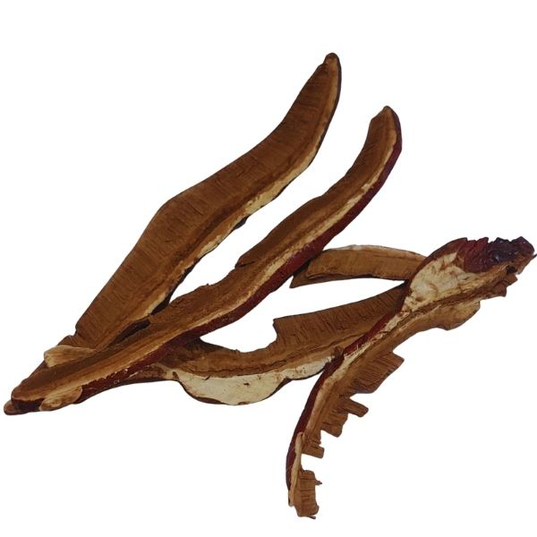 LING ZHI FEN HS פטריית ריישי אבקה Ganoderma lucidum
