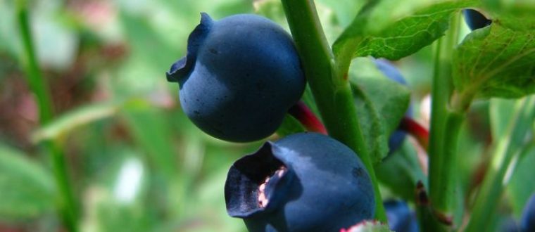 אוכמניות- Vaccinium myrtillus