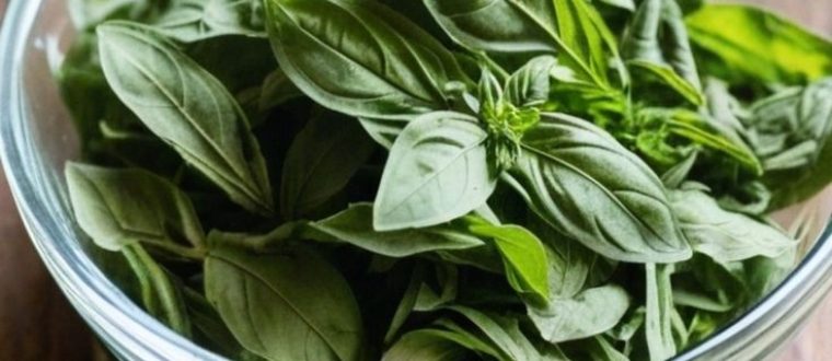 טיפול צמחי בביופילמים פטרייתיים