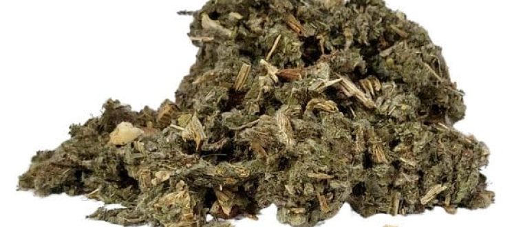 ארטישוק- Cynara scolymus