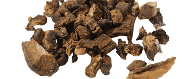 לפה Arctium lappa