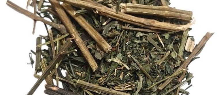 אנדרוגרפיס – Andrographis paniculata