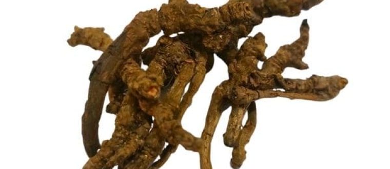 Coptis chinensis – קופטיס