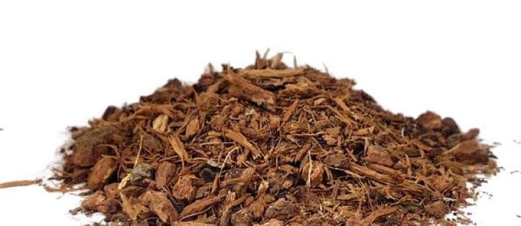 אלון לבן Quercus alba