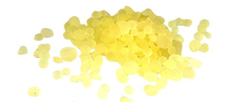 אלת המסטיק – Pistacia lentiscus