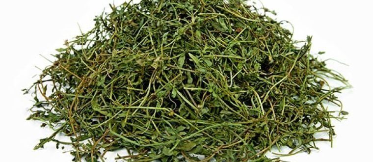 בקופה פשוטה – Bacopa monniera