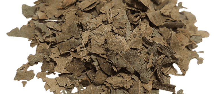 אגוז המלך – Juglans regia