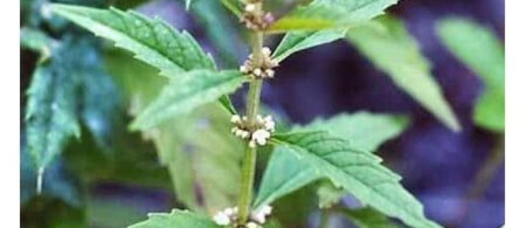 Lycopus virginicus, כף הזאב, Virginia water horehound