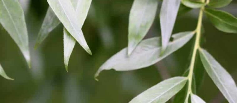 ערבה לבנה- Salix alba