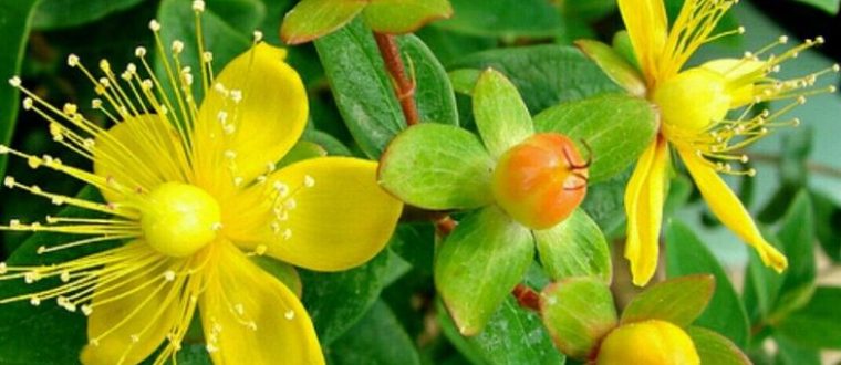פרע מחורר- Hypericum peforatum, Medical Attributes