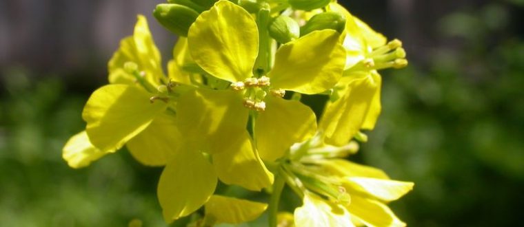 חרדל וכרוב- Brassica juncea and Brassica nigra