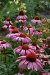 42 Stunning Types of Coneflower Varieties