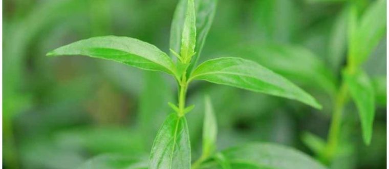 צמחי מרפא ומחלות אוטואימיוניות – Autoimmune diseases