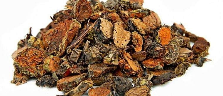 רודיולה – Rhodiola rosea