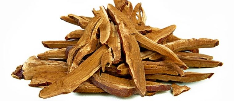 ריישי- Ganoderma lucidum – Reishi